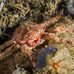 Galathea nexa